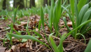 Bärlauch richtig sammeln: Ein Biologe erklärt, wie man ihn sicher von Maiglöckchen unterscheidet